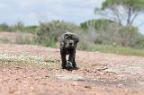 CANE CORSO 303